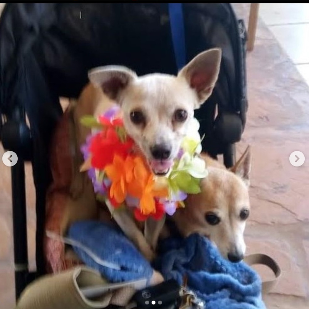 Lahaina 🐈🐴🐇🐾🐶🐎🦮🐾🐈‍⬛🐓🐰Rescued Lahaina Animals