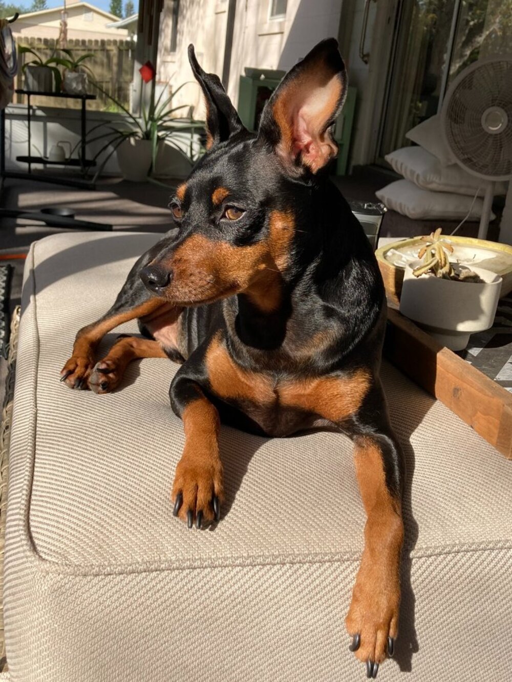 🐶 Hendrix's Tater Fund 🐾 - Picture 2 of 14