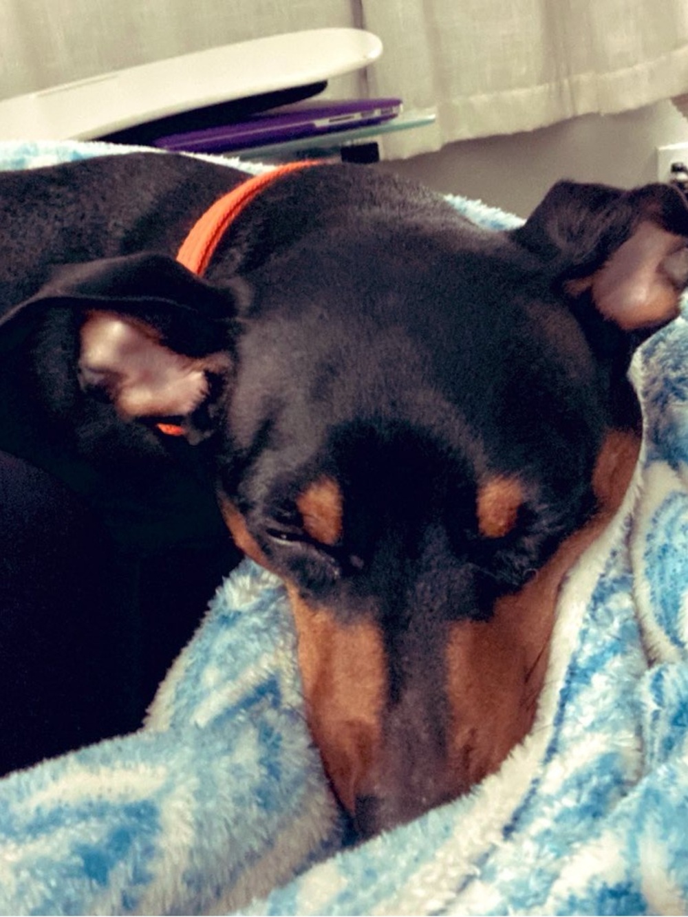 🐶 Hendrix's Tater Fund 🐾 - Picture 12 of 14