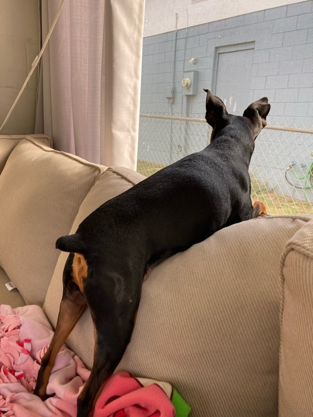 🐶 Hendrix's Tater Fund 🐾 - Picture 13 of 14