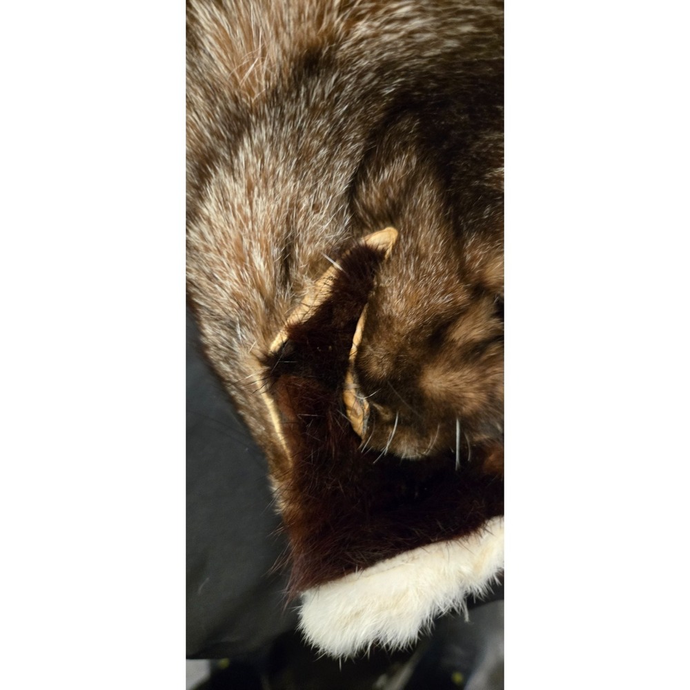 Artisan-Made Hat Headress Festival Taxidermy Pelt Fox Tail22 - 23" - Picture 13 of 16