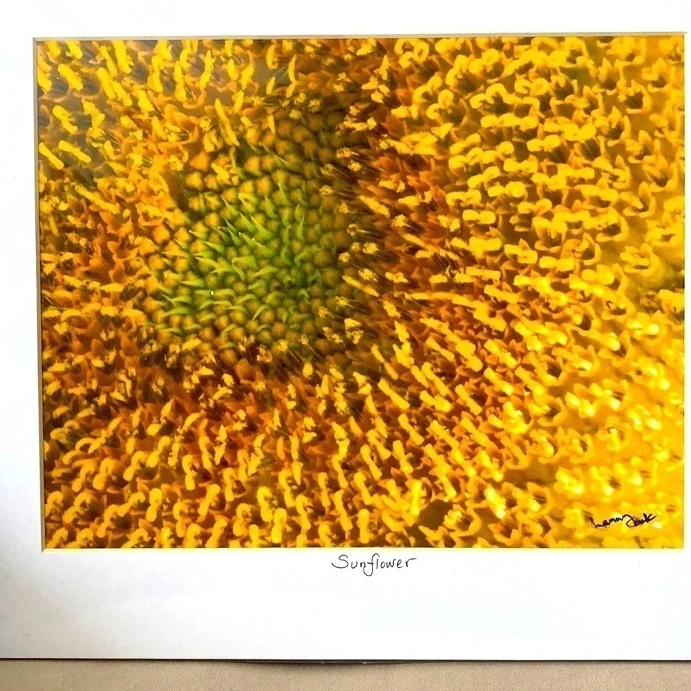 Photo ‘Sunflower’ matted and ready to frame - Picture 1 of 2