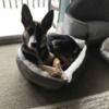 poshinpup