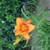 rebeca_ibarra