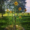 sara_bangart