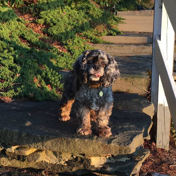 pie522