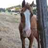 ponyfeather86