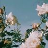 ingrid_gladden
