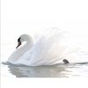 _little_swan_
