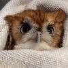 owlsarecute