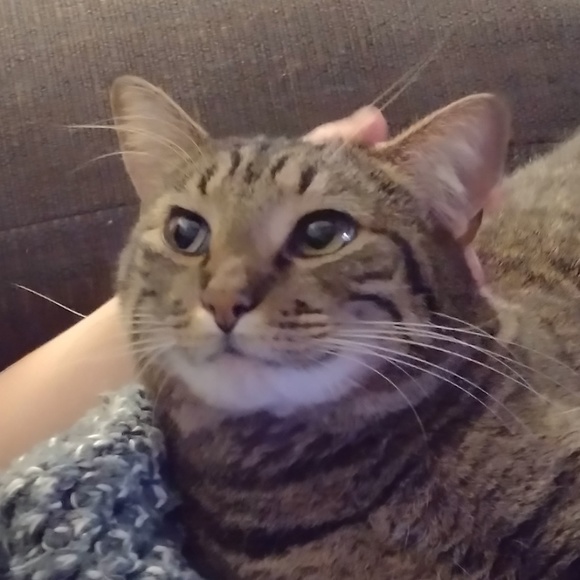 rincatboxbane
