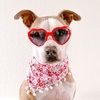 theprettypittie