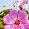 pink_polkadot23