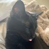 acatsmeow1
