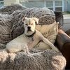 paigecboxer