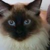 smskitty23