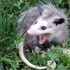 thrifty_possum