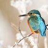 kingfisher1215