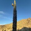 soonersales