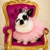 ravishingrabbit