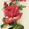 rodeorose23