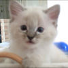 malibukitty